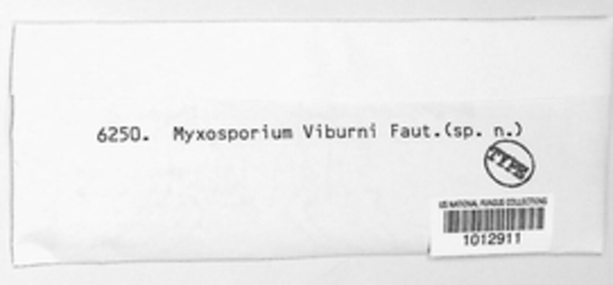 Sclerophoma viburni image